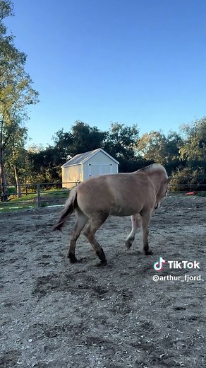 Fjord Horse Performs Flawless Capriole in Dressage