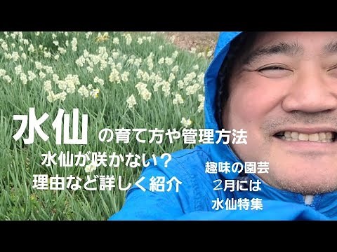 初めてのガーデニング！⤴️水仙の育て方や管理方法❕水仙が咲かない？理由など詳しく紹介‼️水仙の魅力など地元野崎観音さんにて水仙が見れるお寺で絶景ポイントを紹介‼️