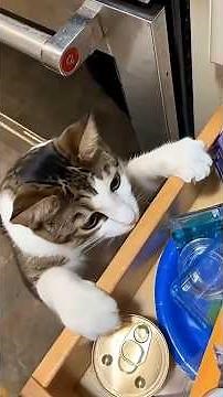 He Appears The Second The Treats Come Out 😂