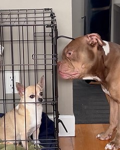 Big dog helps the smaller one to get out! | Animal Lovers