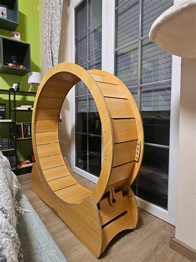 Luna's Exciting New Cat Wheel Adventure