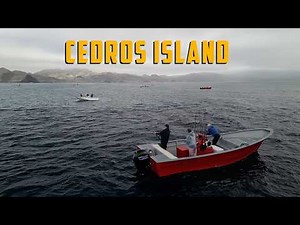 Epic Yellowtail Fishing – This Season Is on Another Level