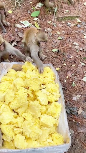 Monkey baby (@tom208a)’s videos with original sound - Monkey baby