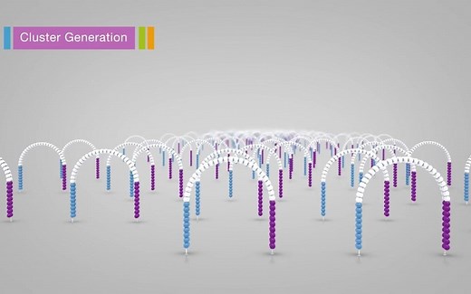 Illumina测序技术原理
