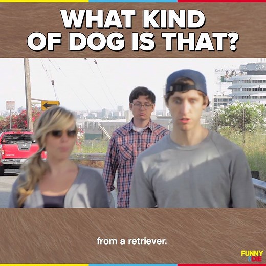The results of your dog's DNA test might surprise you... | Funny Or Die