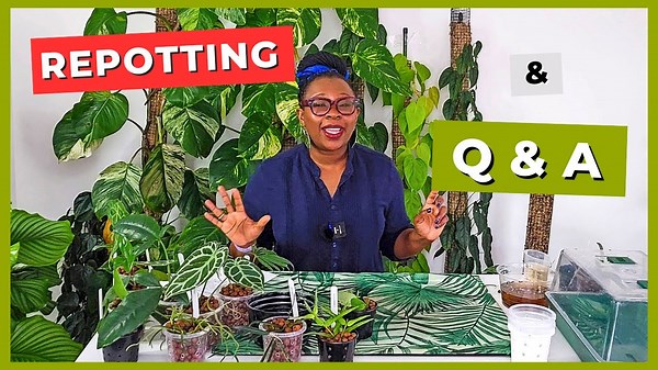 Potting New Plants + Live Q&A: Chat and Pot Together!