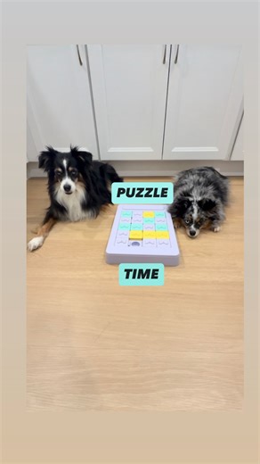 🎀Zoe & Cheetah | Toy Australian Shepherds on Instagram: "Zoe and Cheetah mastering their SmartyPaws Puzzler from @zippypaws because it’s one of their favorite ways to work their brains 🧠 🧩 Code ZPA-zoe_and_cheetah_girl #dogtoys #dogpuzzle #dogenrichment"