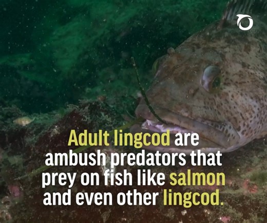 Fish Fact Friday – with a spooky twist! Did you know that adult lingcods are aggressive ambush predators? They’ll eat just about anything they can catch — including rockfish, salmon, and even other lingcod! 😱 These solitary hunters are top predators in their rocky reef habitats, and their ferocious appetite helps maintain balance in marine ecosystems Learn more: https://oceana.ca/en/marine-life/lingcod/ | Oceana Canada