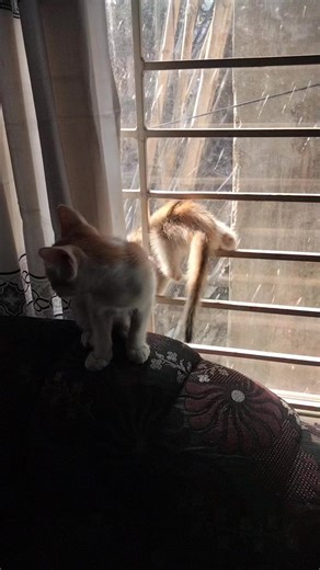 RightClick StockMarket on Reels