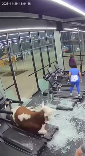 Cow Crashes Through the Gym Window and Chaos Explodes!