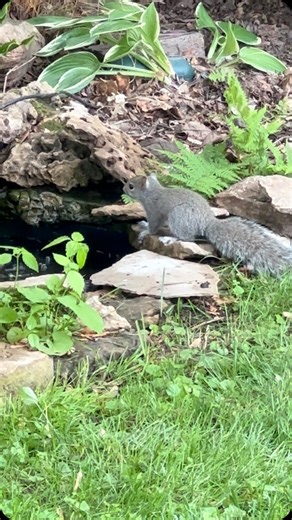 This young squirrel was trying to find the best way to get a drink out of the fountain. This wasn’t it. Don’t worry, there are plenty of rocks in the water so anything can climb out. #squirrels #waterfeature | Coppervine Feeders