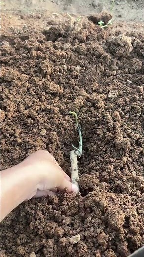 Growing Chinese Yam Grow Chinese yams at home—plant the tubers tend to them regularly and