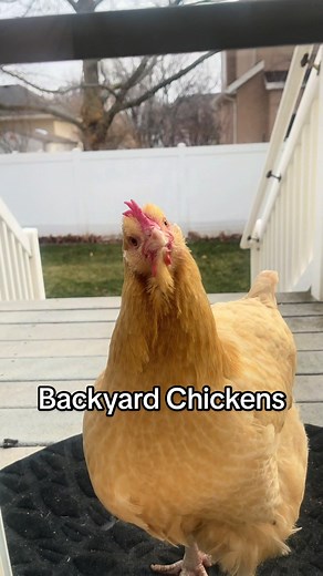 Backyard Chickens Through the Years: A Heartfelt Journey