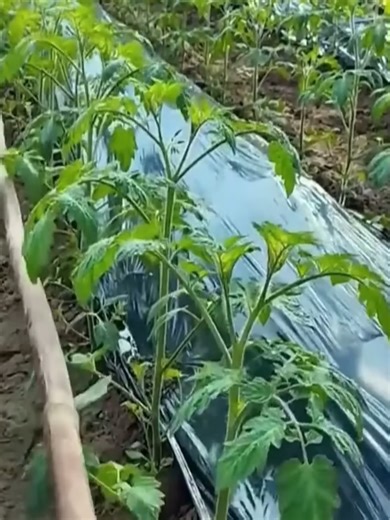 Smart and Efficient Crop Management Techniques