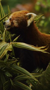 20 reactions | Meet these cheeky red pandas at Banham Zoo this May...