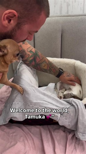 How cute 🥰♥️ | Chihuahua Puppy