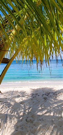 It's Party time at Mr. Sancho's Casitas. 🎂🍾🥳🐠 | Mr Sancho's Cozumel Beach Club