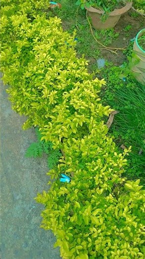 #nobatidao #viral #youtubeshorts #shorts #feed