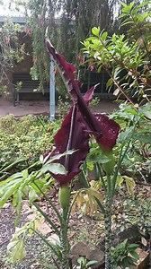 This lily has just flowered and producing a horrible odour. Dracunculus vulgaris.The blow flies love it.Yarra valley Vic | David Ball