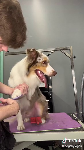 Australian Shepherd Grooming Tips and Tricks