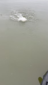 POSTSPAWN AGGRESSION - Original Baby Shad | Bobby Garland Crappie Baits