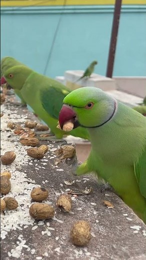 Talking Green Parrots 🦜💚