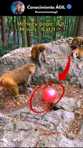 Bro really thought it was food 😭👇#funny #crazy #viral #shortsfeed #shorts #monkey #amazing #laugh