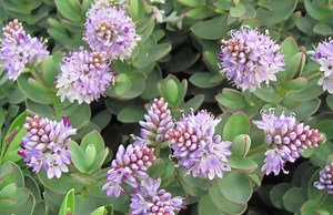 HARDY HEBES - tough and colourful | Greenmachine