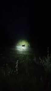 JAGUAR 🐆 COLOR NEGRO APARECE A LOS ALREDEDORES DE XBACAB 🗣️FUE VISTO CERCA DEL RANCHO “LA PERSEVERANCIA” UBICADO RUMBO A PIXOYAL Y EL BASURERO “Pueblo de Xbacab se les hace un atento llamado para que tengan mucha precaución ya que se a apreciado avistamiento de un jaguar negro el día de ayer aproximadamente alas 1 pm está visto ala altura del “Rancho La perseverancia” de don Zavala ubicado rumbo a pixoyal y en el Basurero para que tomen sus precauciones” “El animal que se vio tiene un peso apr