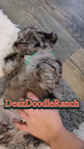 DDR Deaz Doodle Ranch on Reels