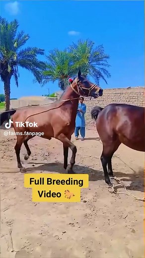 Full Breeding Video of My Horses – Complete Breeding Footage