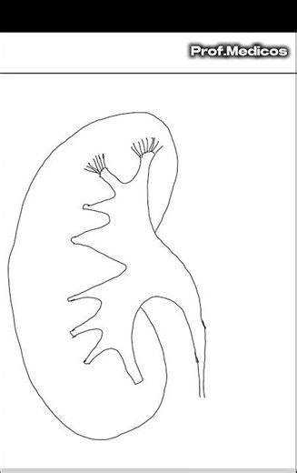 Drawing of kidney easy tutorial #shorts #viral