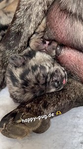#happypug #pug #merle #merlepug #pugpuppies #puppies #puppiesofinstagram #mopsliebe | Happy Pug - Happy Life