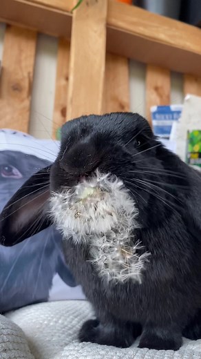 Watch My Rabbit Eat the Last Dandelion of the Season
