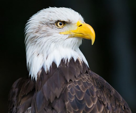 4 Types of Eagles Found in the United States! (2026)