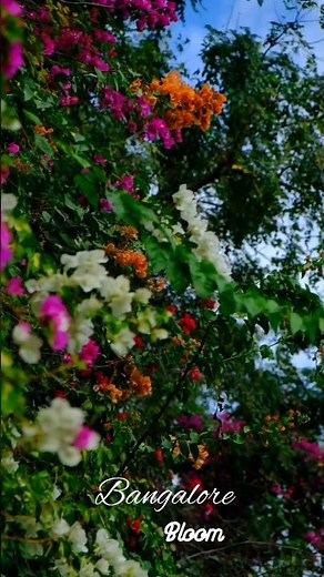 India's Most Colorful Bloom| Fujifilm XT5 4K Cinematic