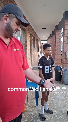 Understanding the Common Wolf Snake Behavior