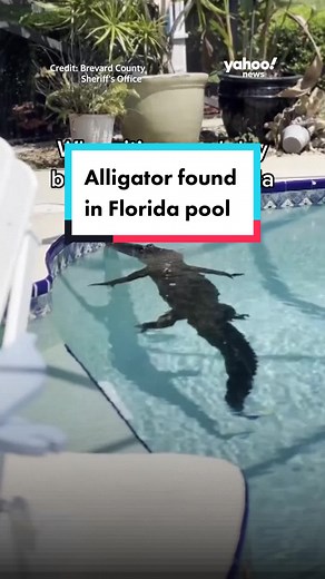 Alligator Found in Florida Pool