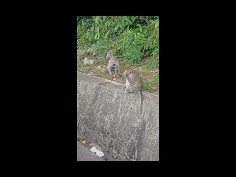 The Wild Side of Monkeys & Goats – Nature’s Funniest Duo!