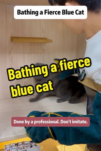 Essential Cat Care: Grooming Tips for Happy Felines