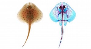 Ancient Theory FINally Supported | Marine Science | Fish Focus