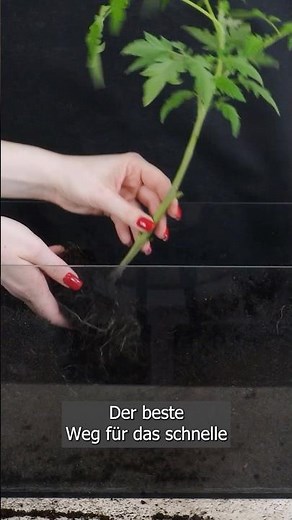 Cut off the lower shoots and plant at an angle – this is how tomatoes thrive best.