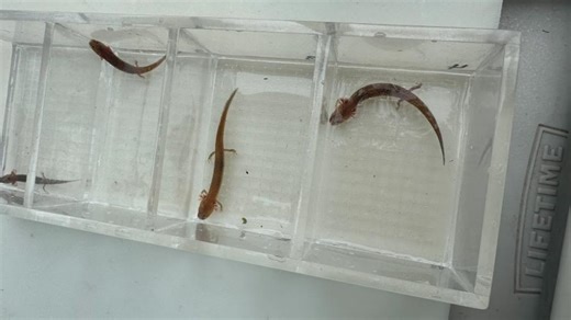 Austin's endangered salamanders help experts track drought impact
