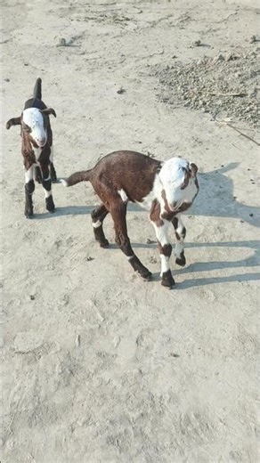 #bakrafight #cowvideos #cuteanimal #babygoats #animalshorts #goat #animalhobby #animals #cow