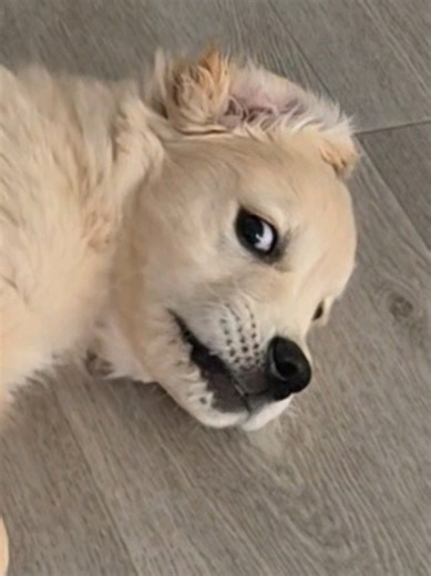 the side eye 😁😁 #goldenpuppy #goldenretriever