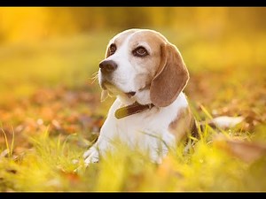 Reggae Music For Dogs Relaxation Featuring Puppies