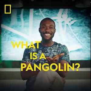 59 reactions | Did you know the Pangolin is the only scaly mammal on the planet? These curious creatures have long tongues, long tails and feed only on ants and termites and due to their peculiar appearance, have been described as Pokemons, pinecones and even walking artichokes! What do you make of the elusive pangolin? | National Geographic UK | Facebook