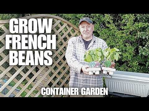 Grow Container French Climbing Beans Blue Lake [Container Gardening ]