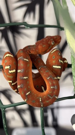 Snake Spirit on Instagram: "Freshly shed Northern Emerald Tree Boa baby demonstrating their tendency to perch directly under leaf cover for security. Both the emeralds and Green Tree Python juveniles have all exhibited this same tendency for me right from birth. #emeraldtreeboabreeder #emeraldtreeboa #CR2510CAL2 #coralluscaninus #babysnake"