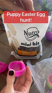 9.1K views · 13 reactions | Puppy Easter egg hunt #reels #easter #easter | At Home with Jennie and Nick | Facebook